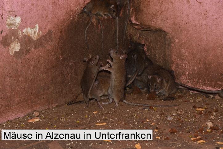 Mäuse in Alzenau in Unterfranken